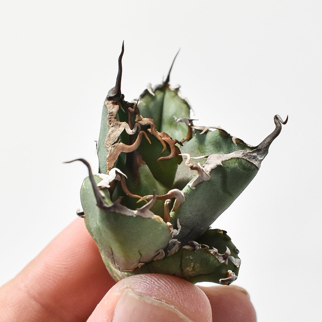 ラスト1株　アガベ　チタノタ　麻花　検）ブツブツ　麻花龍　冰雹　大白鯊　悪魔くん アガベ オアハカ子株 検）悪魔くん 冰雹 チタノタ 麻花龍 大白鯊