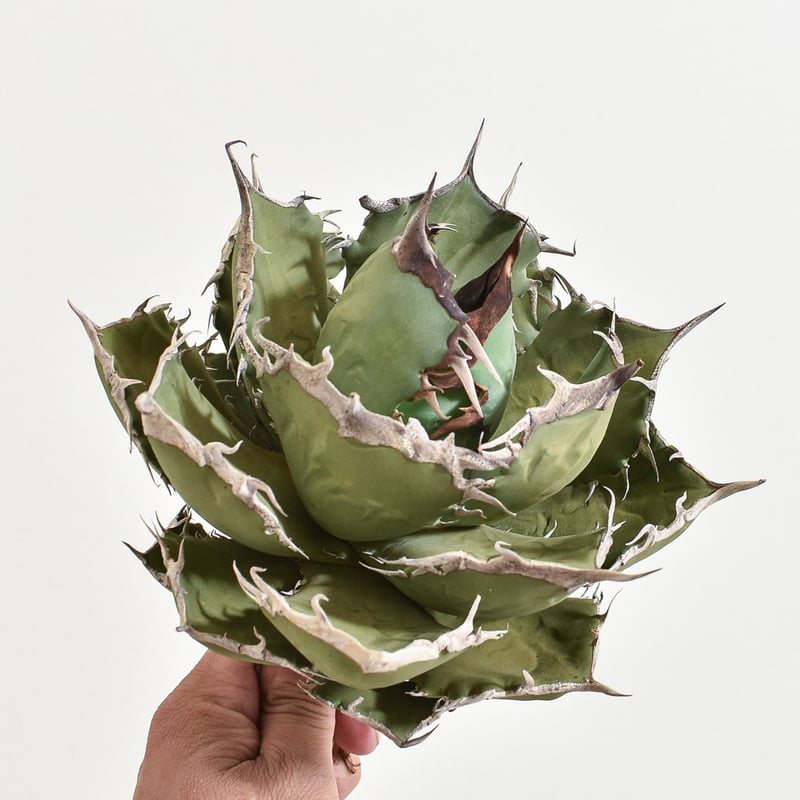 KUMA【大株・抜き苗】アガベ 華厳 KUMA【大株・抜き苗】アガベ 華厳