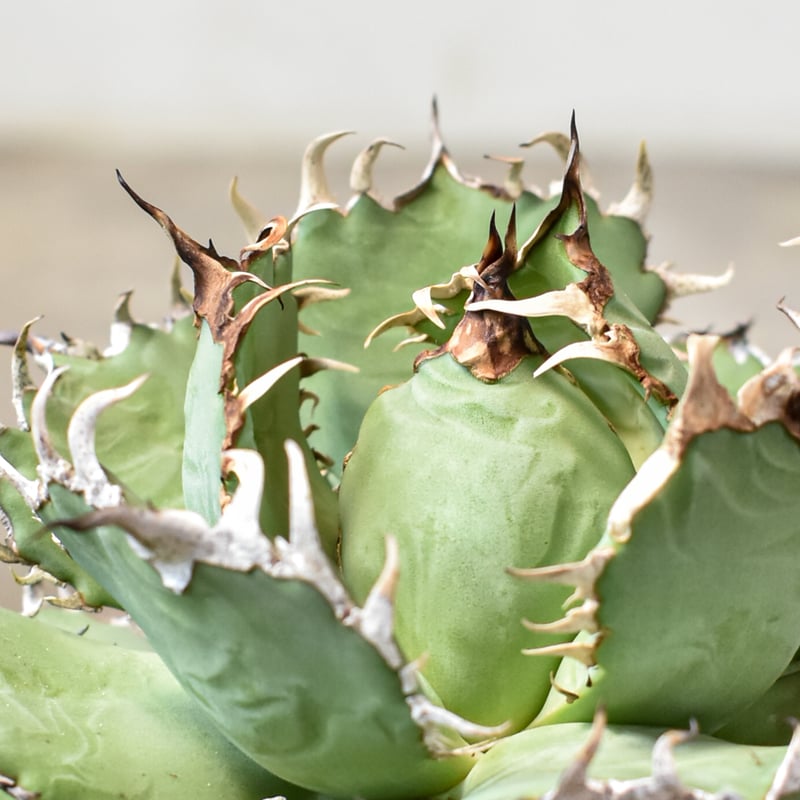 アガベ　フィリグリー　台湾産 アガベ フィリグリー 台湾産 ラウンドタイプ