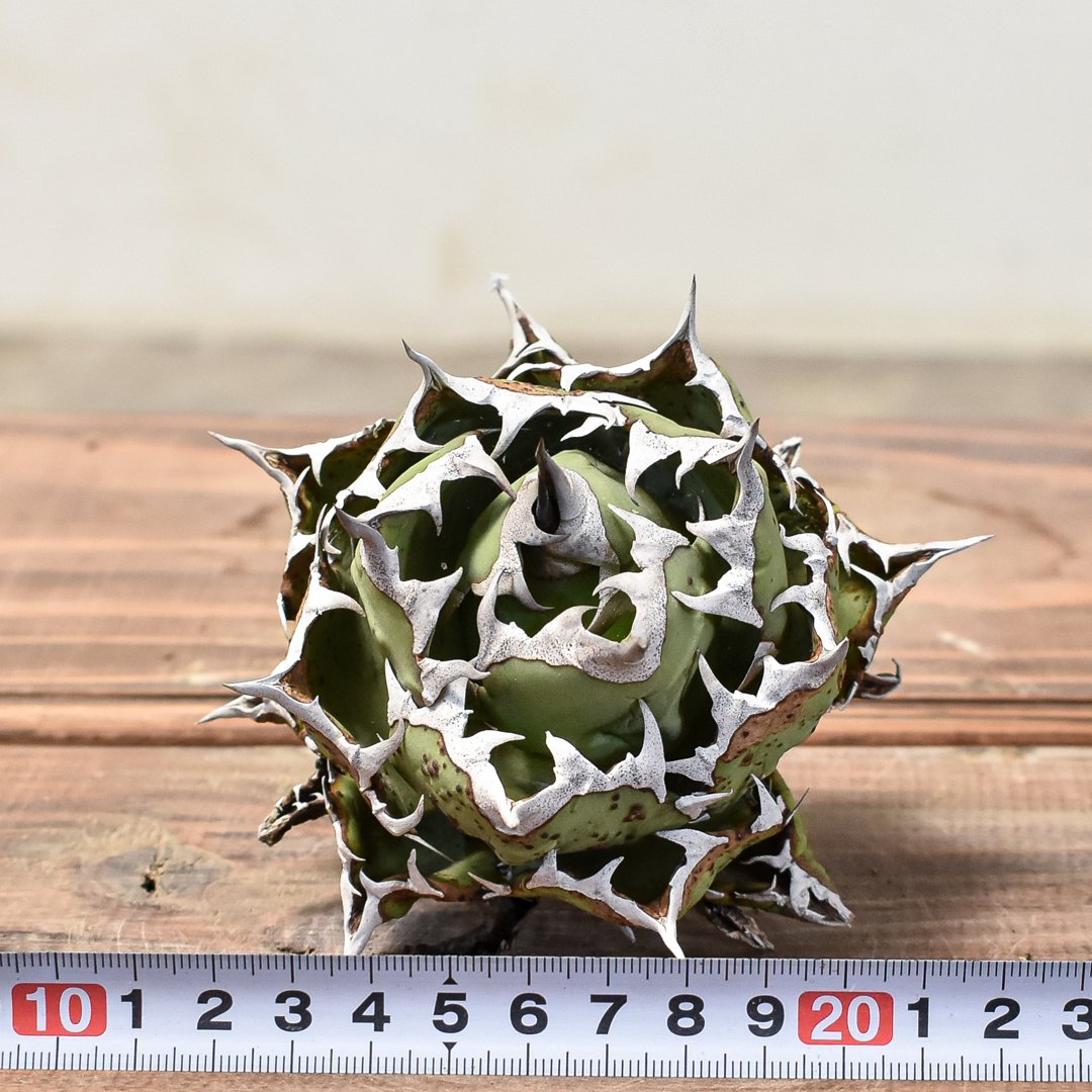 fit=scale-down,w=1200