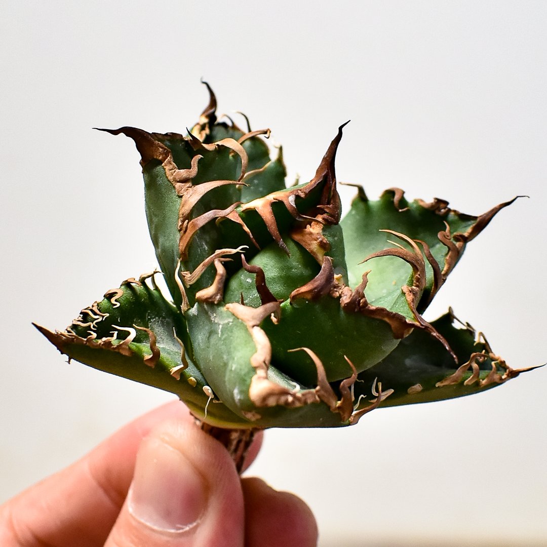 No③ アガベ 凱撒 シーザー Caesar 子株 ベアルート 台湾（オテロイ