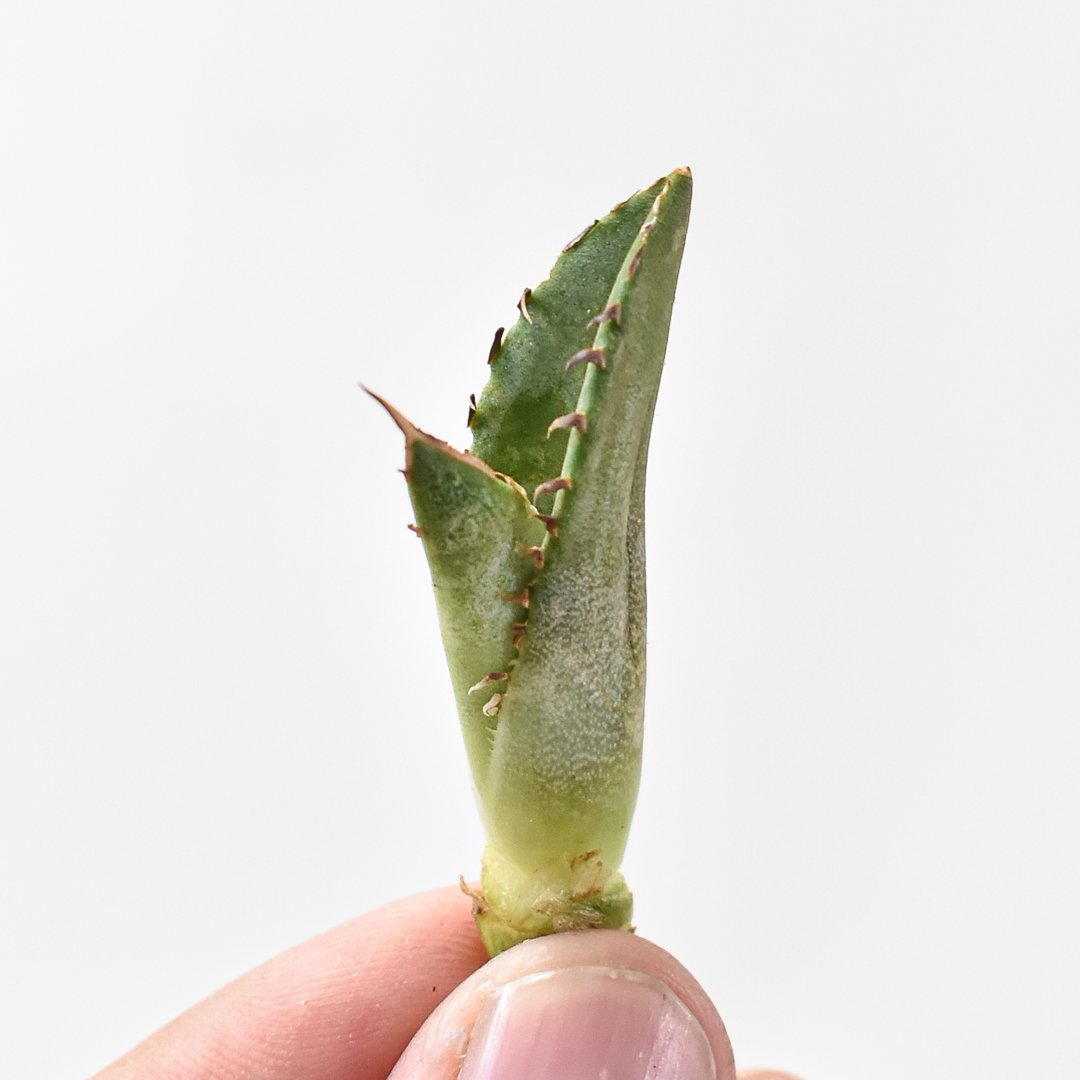 アガべ チタノタ 