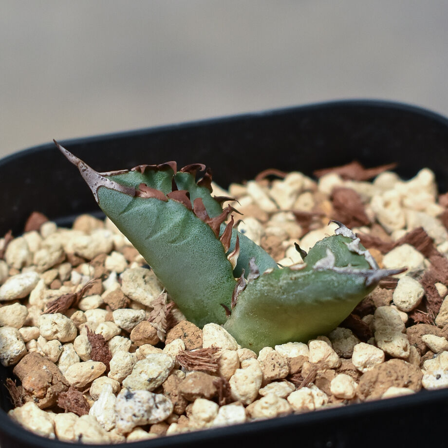 アガベ チタノタ フェニックス 