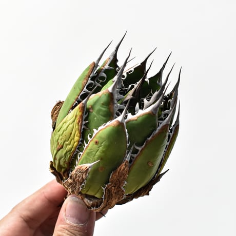 アガベ 精品ホリダ "精品狂刺霍利達"【台湾 dragon agave産/中株/抜き苗】C131