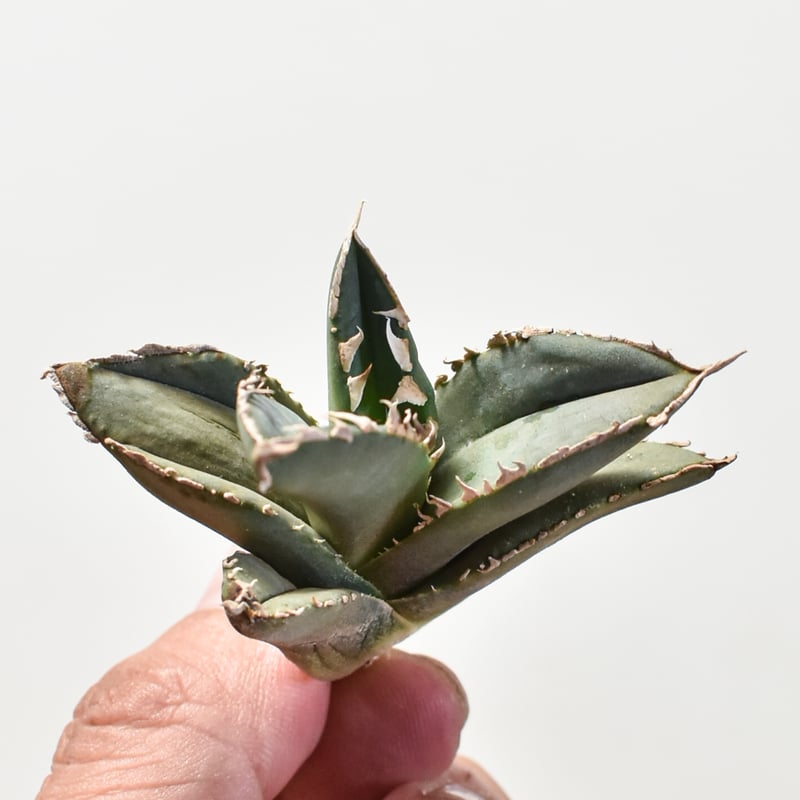 アガベ チタノタ 