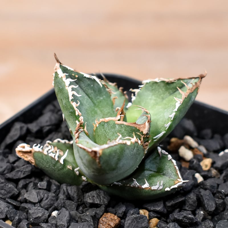 アガベ チタノタ Shi-hao 