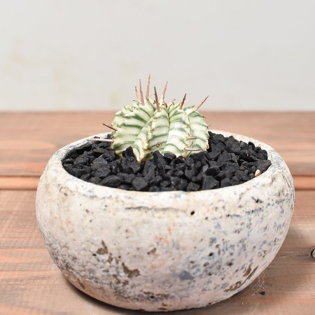 大株 大群生 ユーフォルビア メロフォルミス錦 Amazon｜多肉植物 sdユーフォルビア メロフォルミス錦 7.5cm