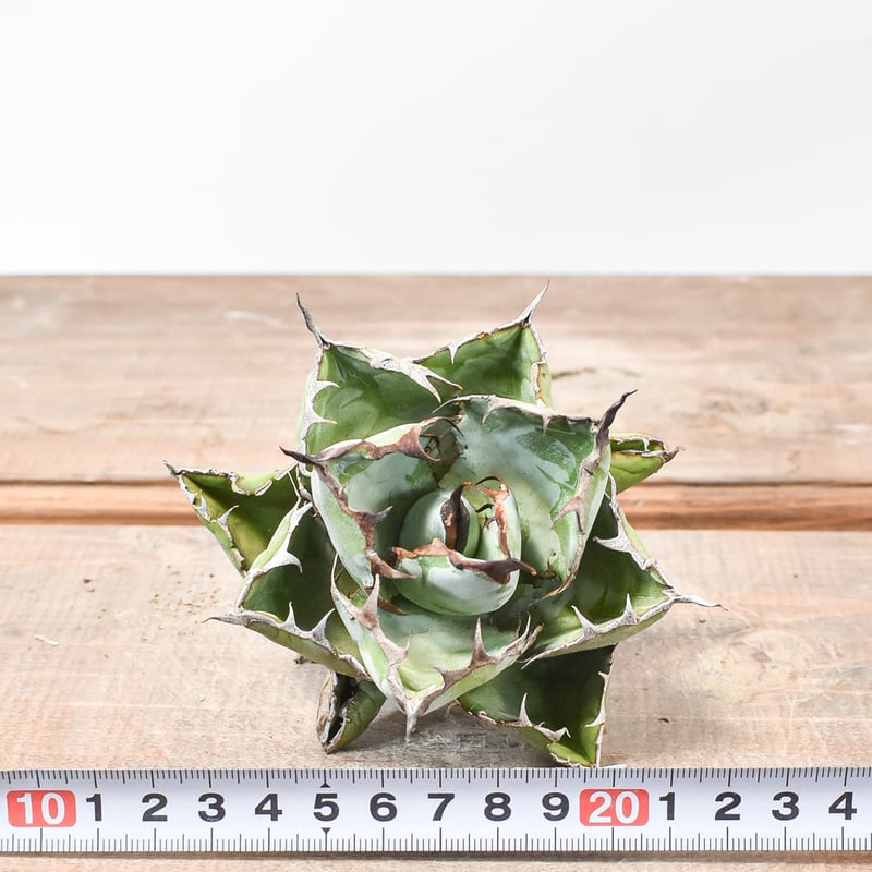 アガベ チタノタ ブラックアンドブルー / BB 藍球 【台湾 dragon