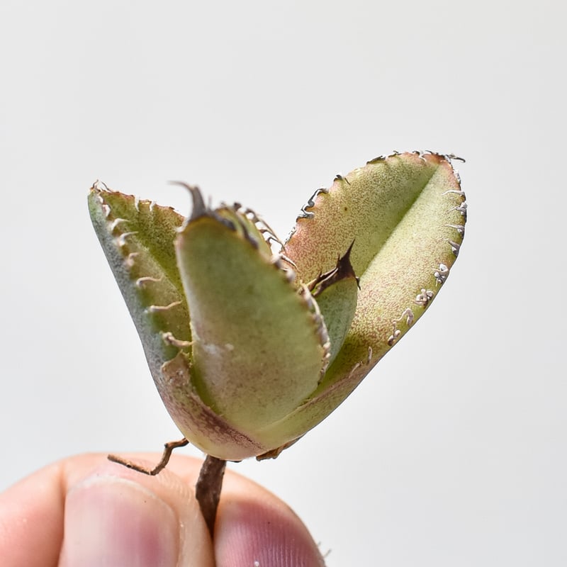 星空.子株.アガベ.チタノタ. 9月29日の写真更新】アガベ チタノタ