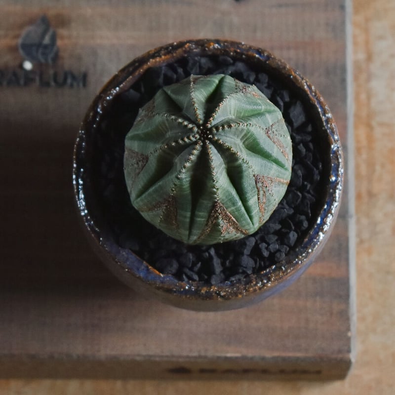 ユーフォルビア オベサ /オールド オベサ【根強い人気！！木質化の