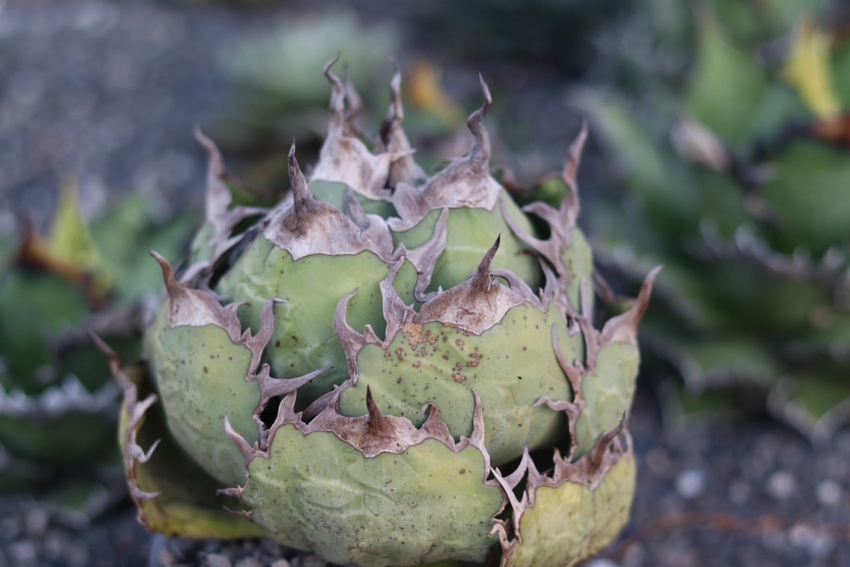 fit=scale-down,w=1200