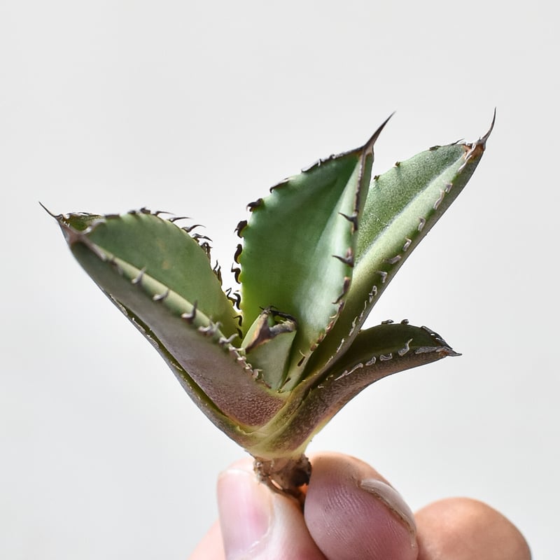 アガベ dennis040 キングアーサー 亞瑟王 Agave Titanota King Arthur 亞瑟王👑 毒刺産キングアーサー