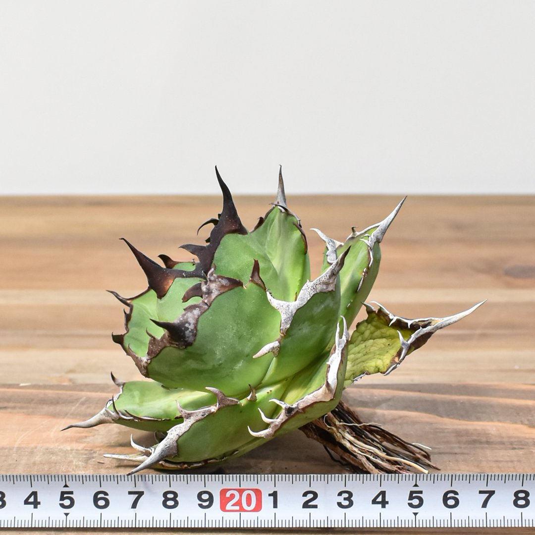 最終値下げ！アガベ　チタノタ　オテロイ　ハデス　恐竜牙歯　超コンパクトボール　5 最終値下げ！アガベ チタノタ オテロイ ハデス 恐竜牙歯 超