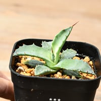 パキポディウム グラキリス 