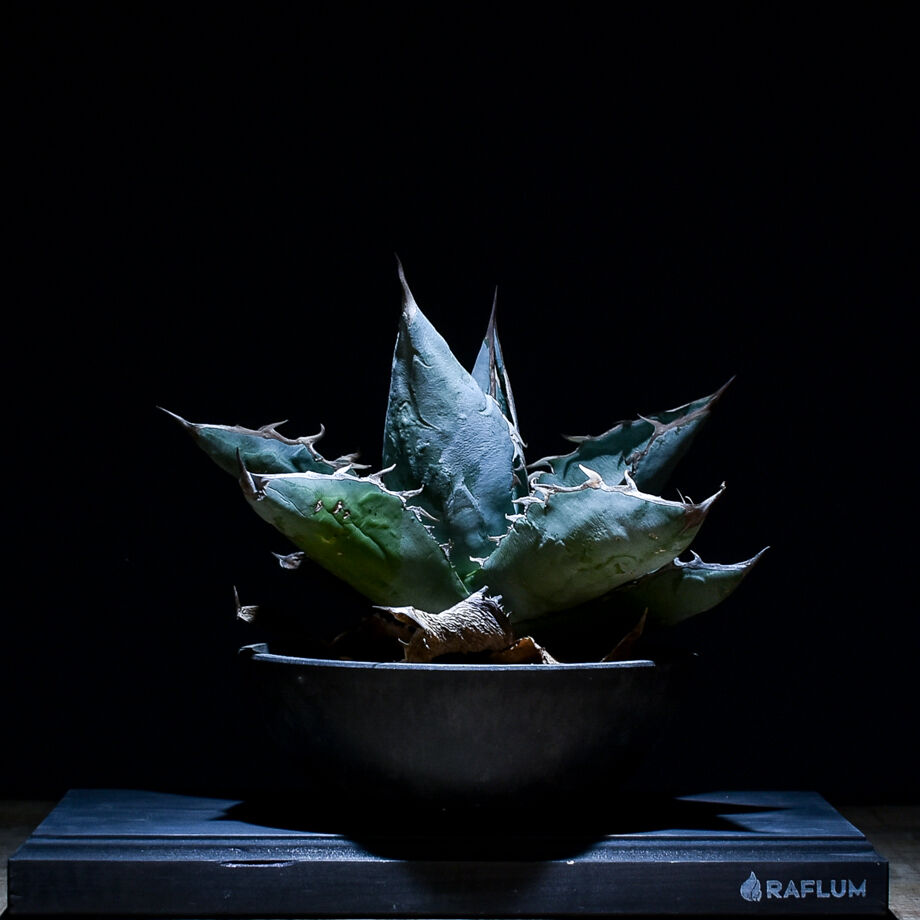 アガベ チタノタ ランチョタンバー 大株 幅広の葉 幅18㎝ 発根済