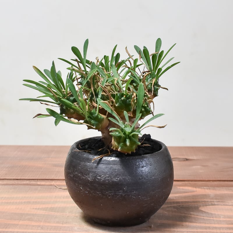 ユーフォルビア ガビザン 