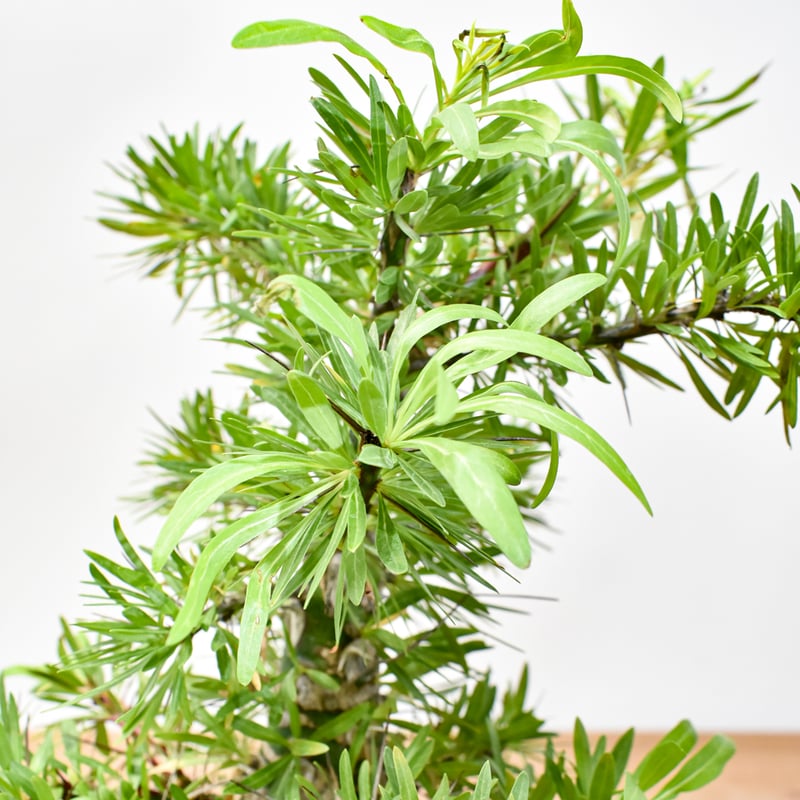 652〓希少Pouteria sp. 'Calice de Flor' アビウ 652〓希少Pouteria sp