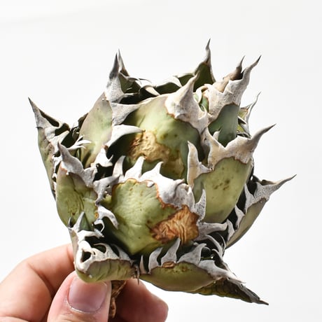 アガベ チタノタ "精品レッドキャットウィーズル" / 精品赤猫 , 精品紅猫  【台湾 dragon agave産/中株/抜き苗】E DG25010378(T)