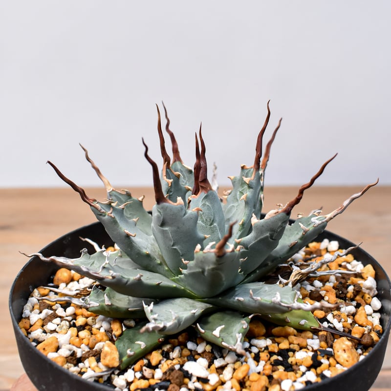 アガベ Dennis hybrid 妖炎X甲妖 /エボリスピナ×（イシスメンシス