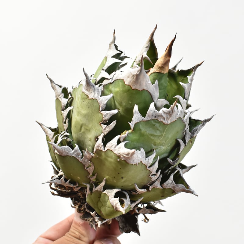 国内実生最高峰】アガベ チタノタ 赤猫 / レッドキャット【OSPセレクト