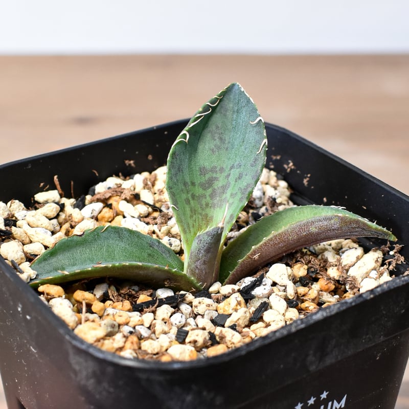 アガベ ハイブリット 