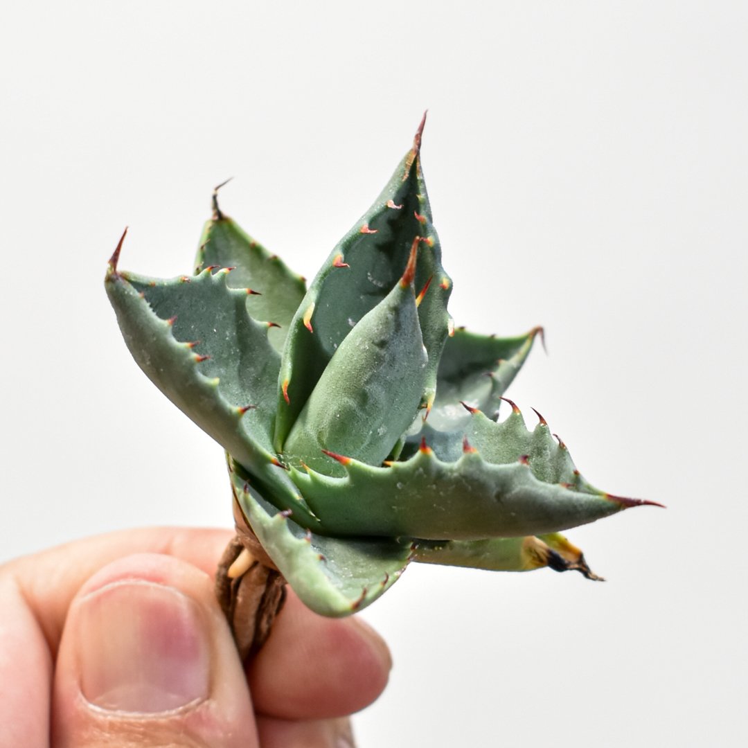 ユタエンシス エボリスピナ×(ポタトラム