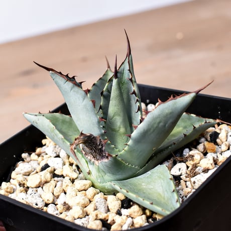 アガベ ハイブリット （パラサナ、イシスメンシス）× 曙光【台湾botanical_seeker産】D RF25011564