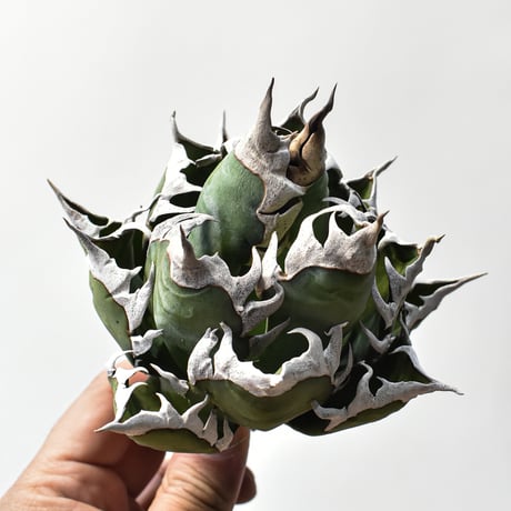 アガベ チタノタ "精品レッドキャットウィーズル" / 精品赤猫 , 精品紅猫  【台湾 dragon agave産/中株/抜き苗】A28