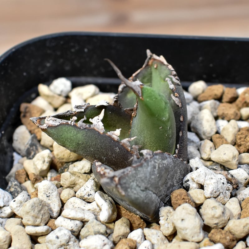 アガベ チタノタ 