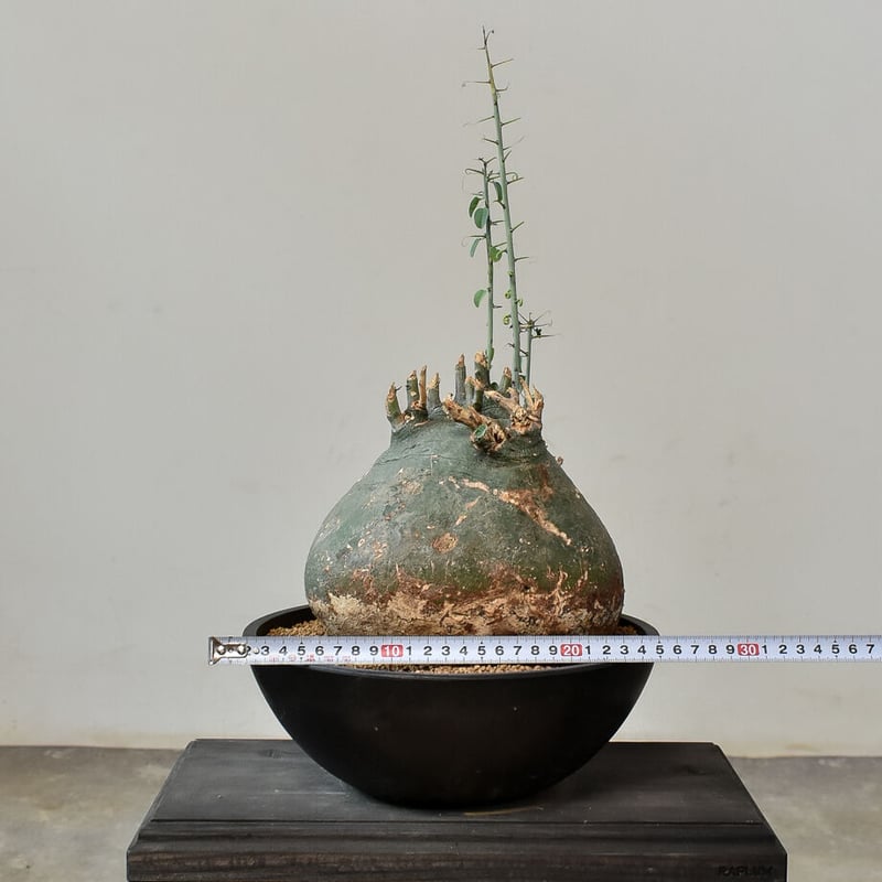 アデニア スピノーサ （発根済み）RF230475 | RAFLUM / ラフラム｜東京