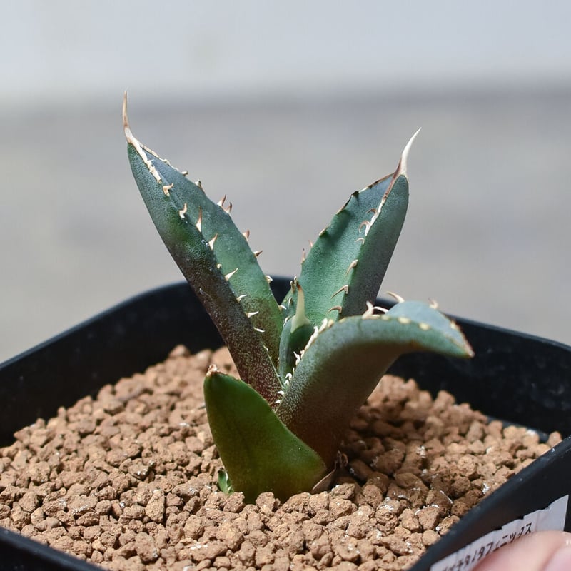 アガベ チタノタ フェニックス 