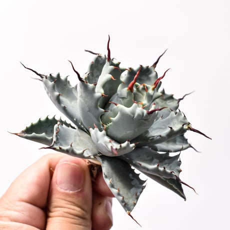 アガベ ハイブリット アメリカ白銀甲蟹(美系白銀)×象牙妖炎【台湾botanical_seeker産/選抜株】RF25011799
