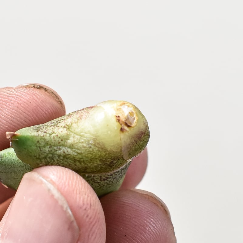 アガベ チタノタ ホオジロザメ 