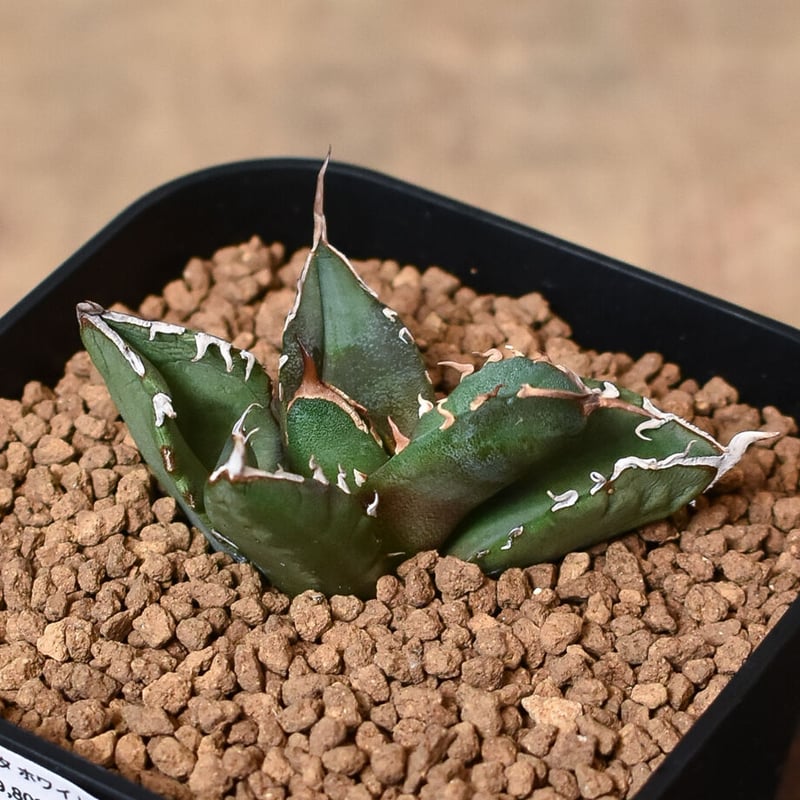 アガベ チタノタ ホワイトファイヤー 