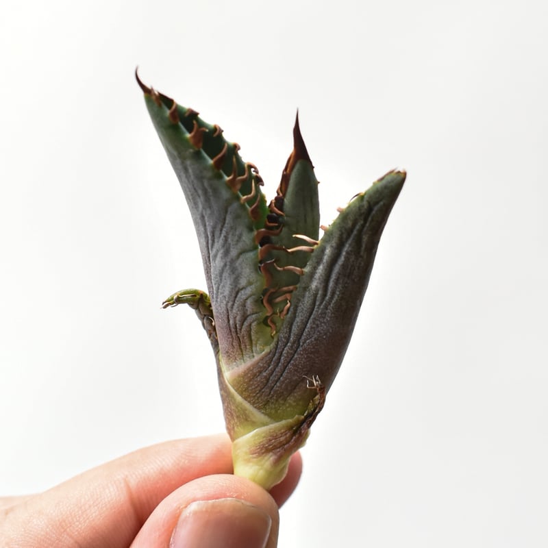 アガベ チタノタ 