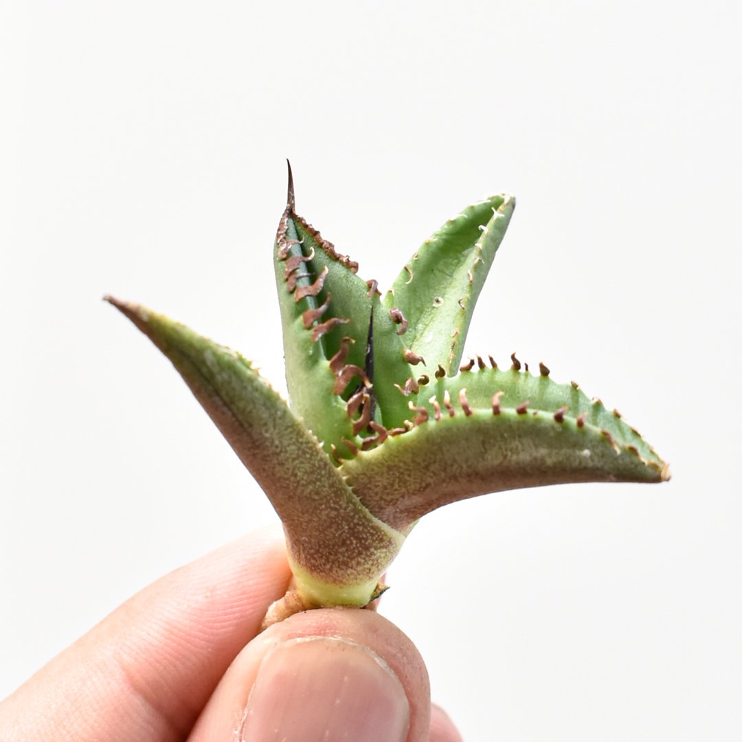 アガベ　チタノタ　dennis040 ② アガベ チタノタ DENNIS040 