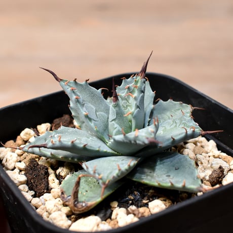 アガベ ハイブリット 日系イシスメンシス×象牙妖炎（陽炎エボリ）【台湾botanical_seeker産】RF25011400
