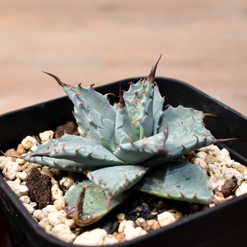 アガベ ハイブリット 日系イシスメンシス×象牙妖炎（陽炎エボリ