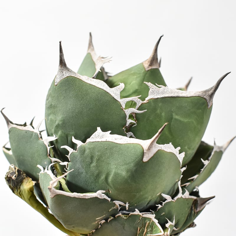 アガベ チタノタ 