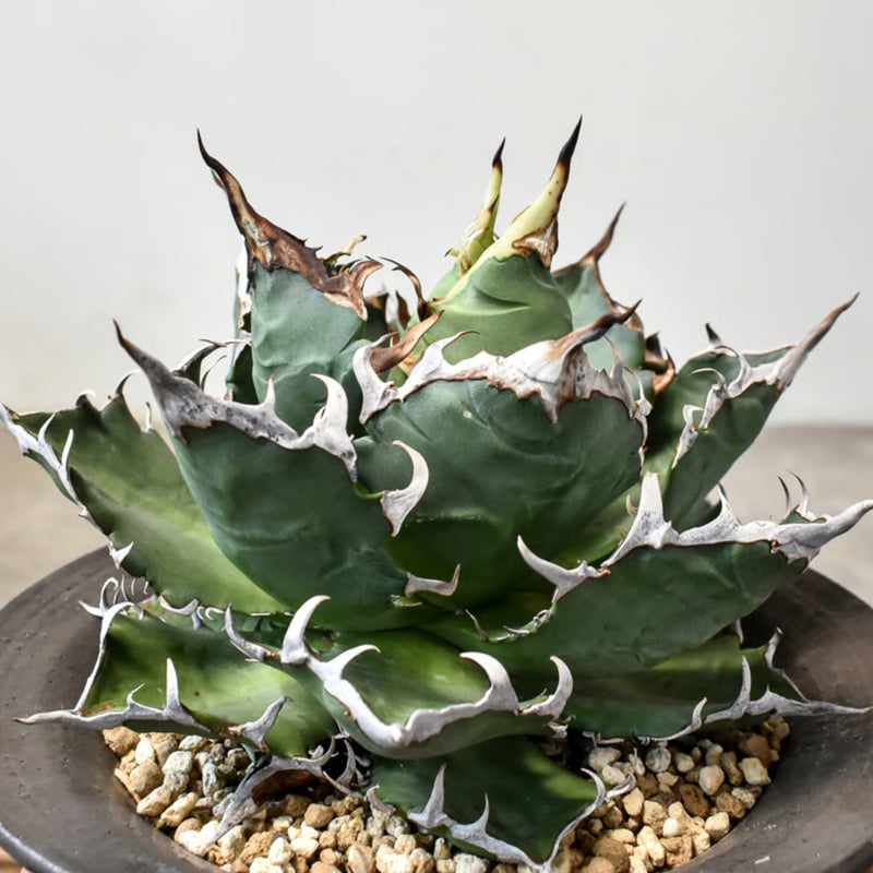 アガベ チタノタ 猟豹 チーター アガベ チタノタ チーター 