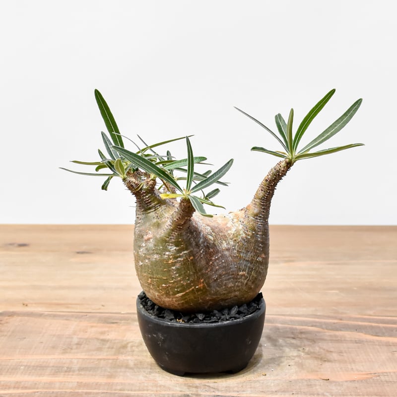 WACK” ON YOUR SIDE】パキポディウム グラキリス WACK-B099 |