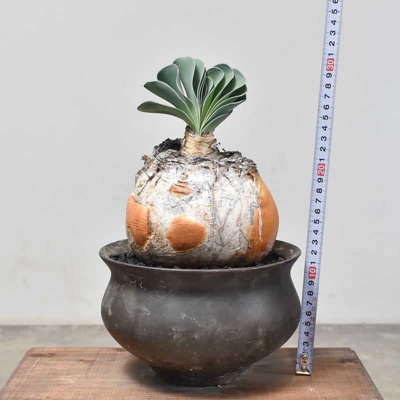 RAFLUMコレクション】ブーファン ハエマンソイデス (発根済み