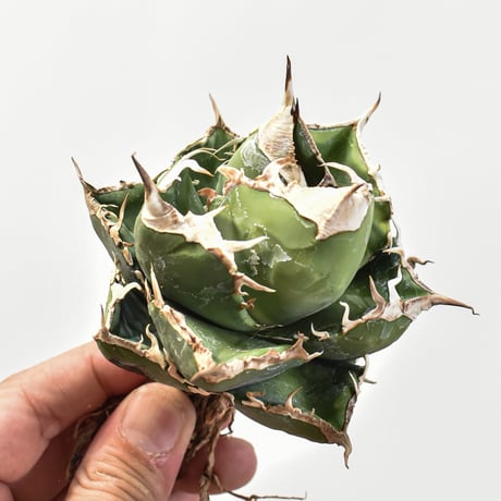 CATEGORY チタノタ南アフリカダイヤモンド/SAD | RAFLUM / ラフラム