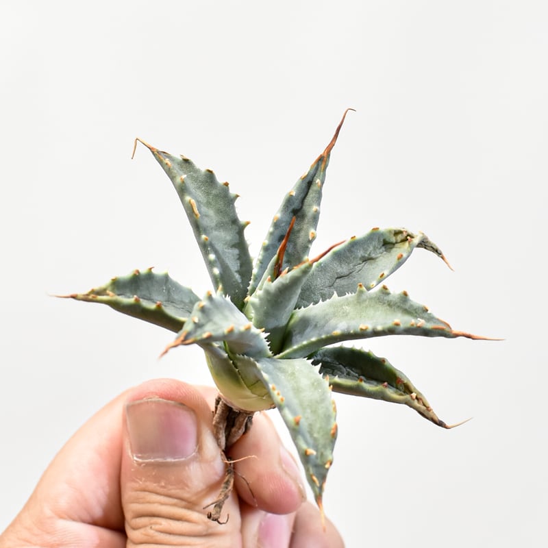 し*ち様 多肉植物・アガベ 【妖帝】 エボリスピナX帝君の交雑種・ブツブツ・ハイ Yahoo!オークション - 多肉植物 アガベ チタノタ エボリスピナX