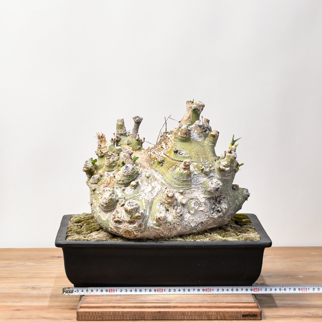 アデニウムペチュエリー　現地球 WACK” ON YOUR SIDE】アデニア ペチュエリー 