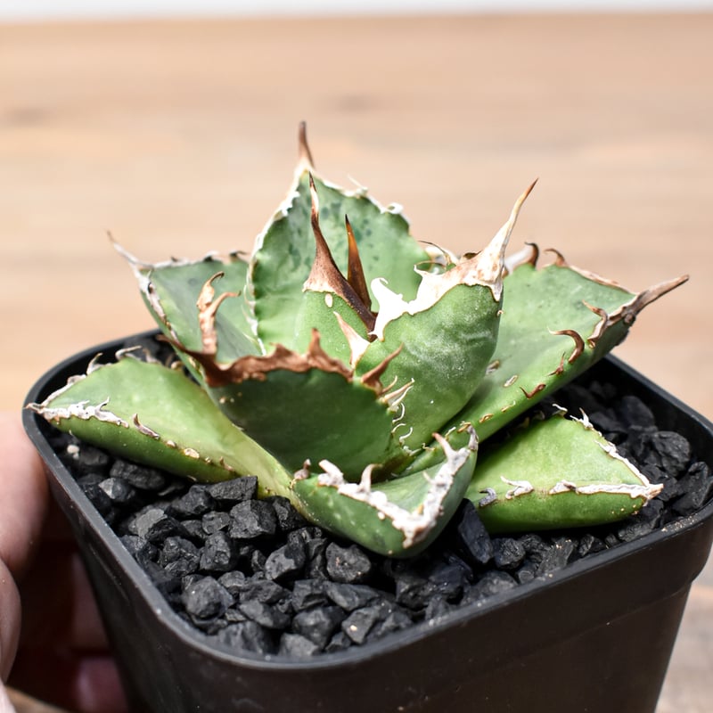 アガベ チタノタ ゼウス 