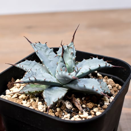 アガベ ハイブリット 日系イシスメンシス×象牙妖炎（陽炎エボリ）【台湾botanical_seeker産】RF25011396