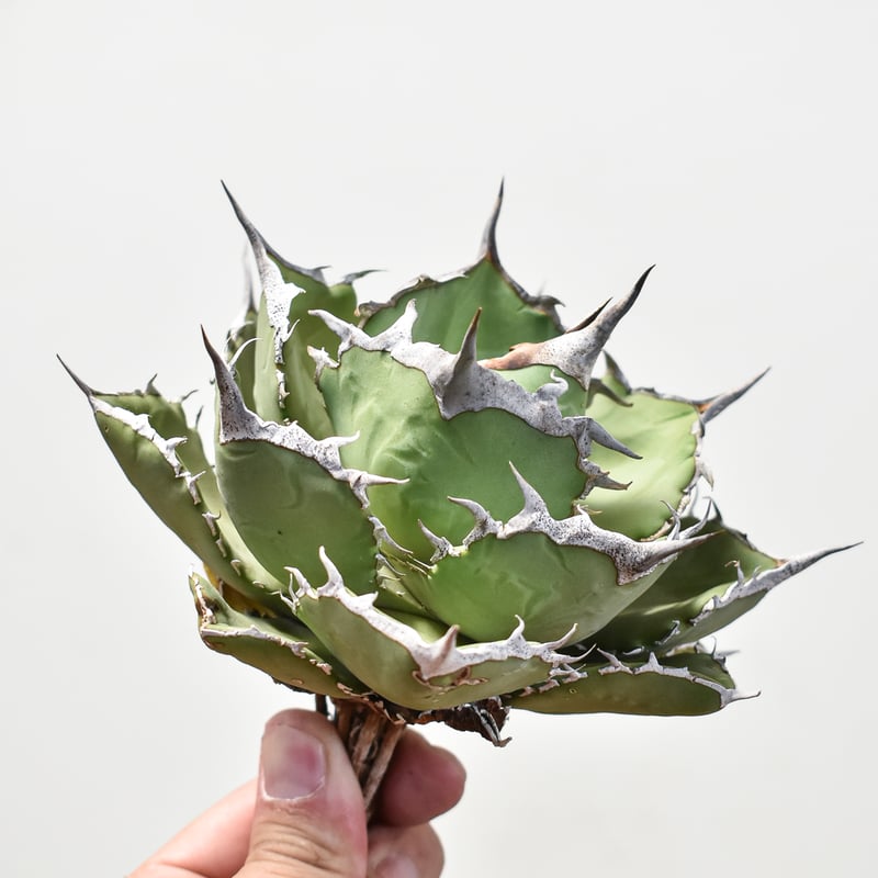 アガベ チタノタ 巨獣 / giant beast(dragon agave産) アガベ チタノタ 巨獣 【台湾 dragon agave産/抜き苗/中株】DG2401191