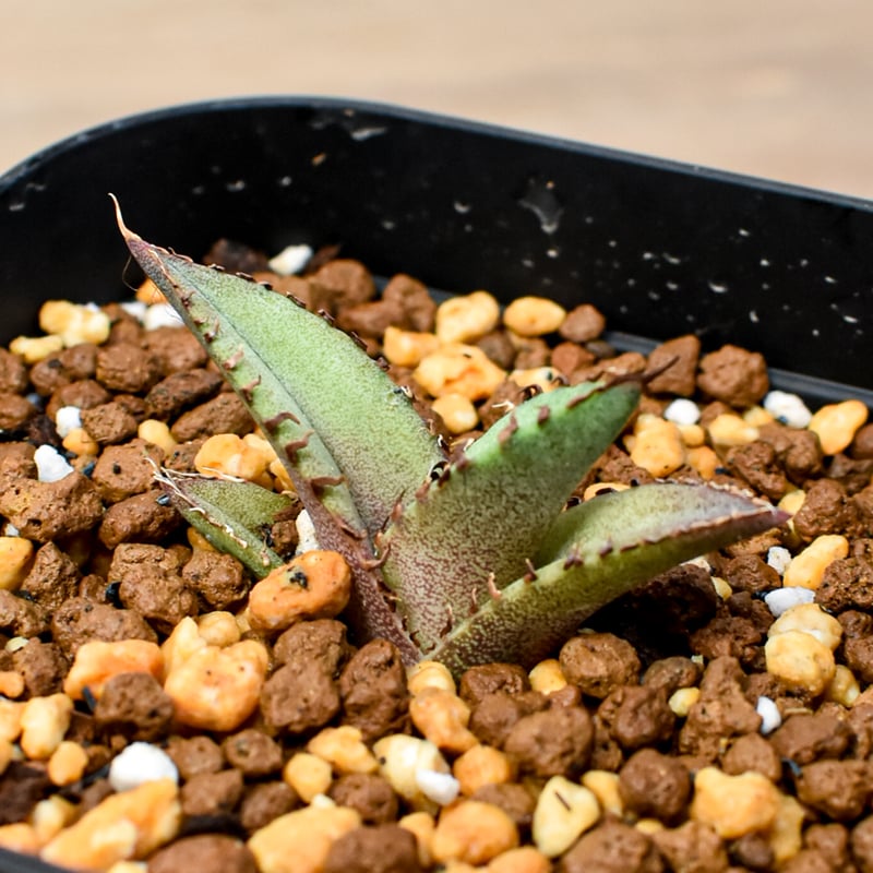 専用　ウリエル実生子株 アガベ ウリエル実生 子株 【公式通販】