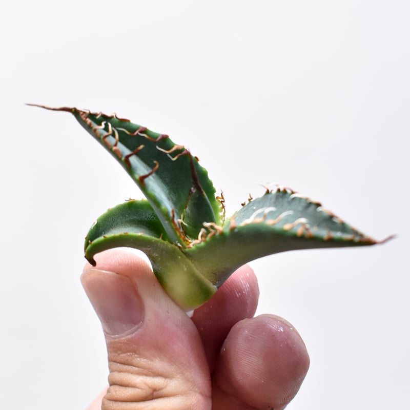 【SSS株】良形 アガベ チタノタ 悪魔くん 選抜株 2025年最新】悪魔くん アガベの人気アイテム - メルカリ